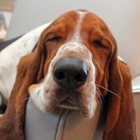 Dean The Basset