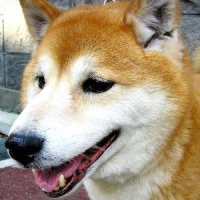 Maru the Shiba Inu