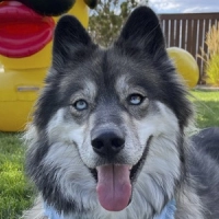 Kakoa MyMountainHusky