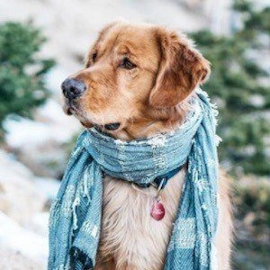 aspen-the-mountain-pup-5