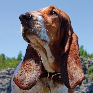 dean-the-basset-4