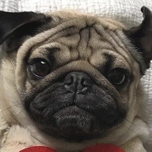 doug-the-pug-4