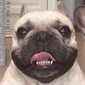 griffin-frenchie-1