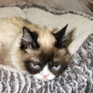 grumpy-cat-1