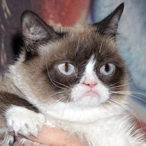 grumpy-cat-image