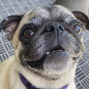 guppy-the-pug-3