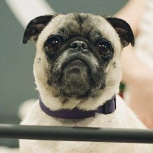 guppy-the-pug-4