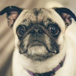 guppy-the-pug-image