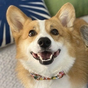 hammy-the-corgi-2