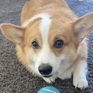 hammy-the-corgi-3