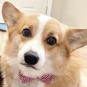 hammy-the-corgi-4