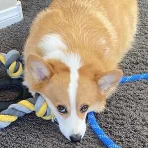 hammy-the-corgi-5