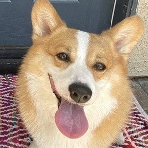 hammy-the-corgi-9