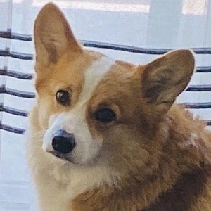 hammy-the-corgi-image