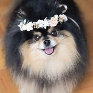 mocha-the-pomeranian-2