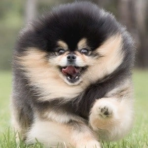 mocha-the-pomeranian-3