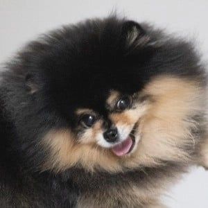 mocha-the-pomeranian-image