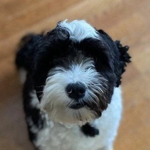 oreo-the-dog-8