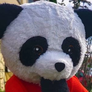 panda-aventurero-2
