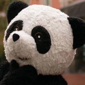panda-aventurero-4
