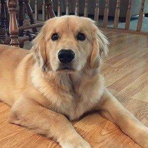 rollie-the-golden-1