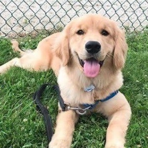 rollie-the-golden-2