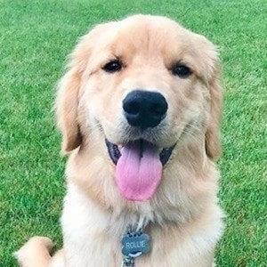 rollie-the-golden-3