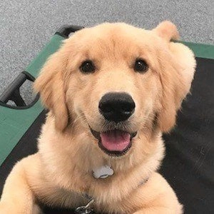 rollie-the-golden-5