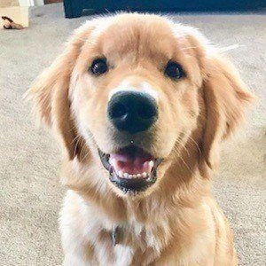 rollie-the-golden-6