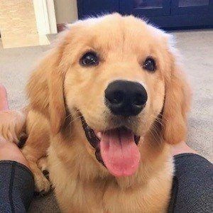 rollie-the-golden-8