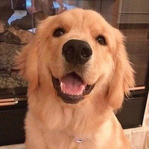 rollie-the-golden-image