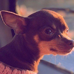 stacy-the-chihuahua-2