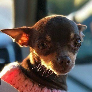 stacy-the-chihuahua-3