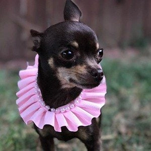 stacy-the-chihuahua-4