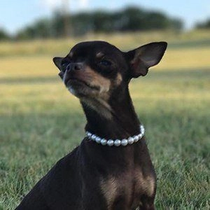 stacy-the-chihuahua-5