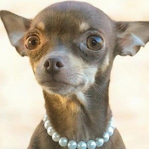 stacy-the-chihuahua-6