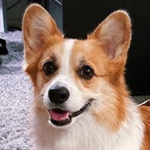 tofu-the-corgi-2