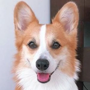 tofu-the-corgi-3