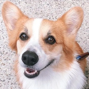 tofu-the-corgi-4