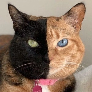 venus-the-two-face-cat-1