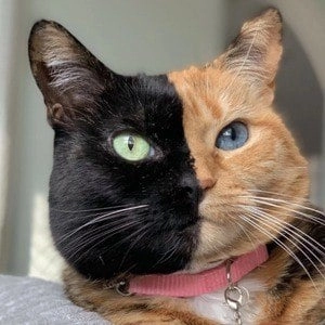 venus-the-two-face-cat-2