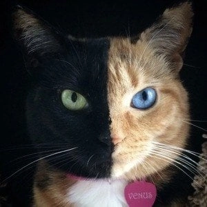 venus-the-two-face-cat-image