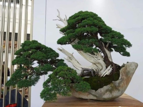 bonsai-03