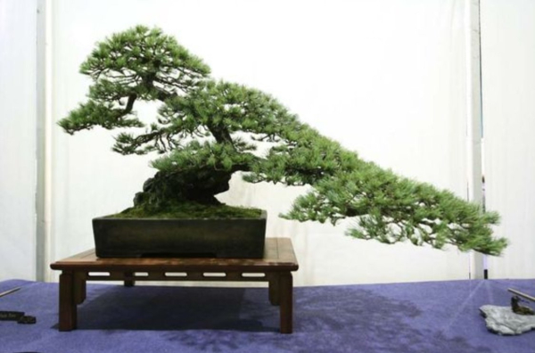 bonsai-06