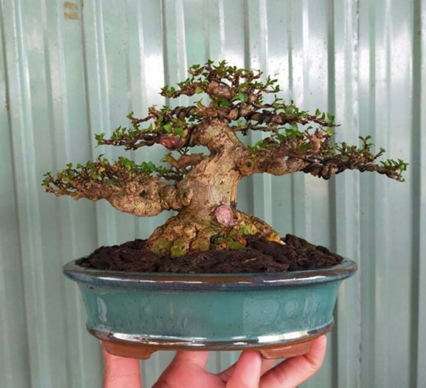 bonsai-07