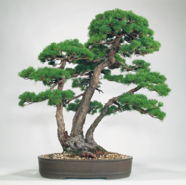 bonsai-10