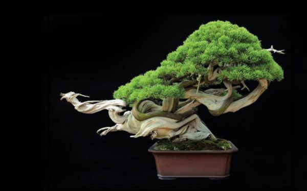 bonsai-16