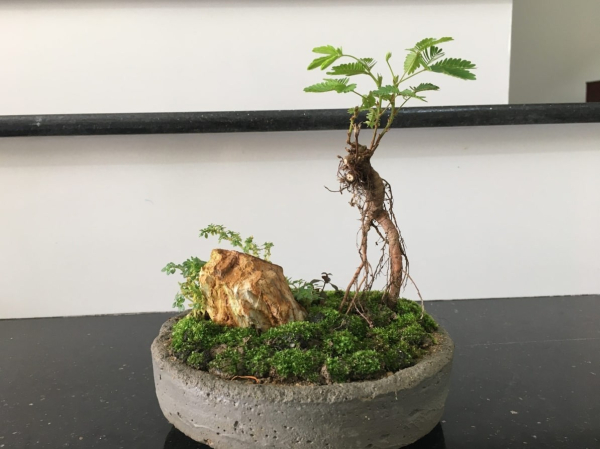 bonsai-19