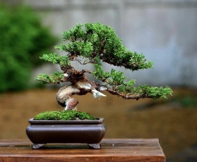 bonsai17