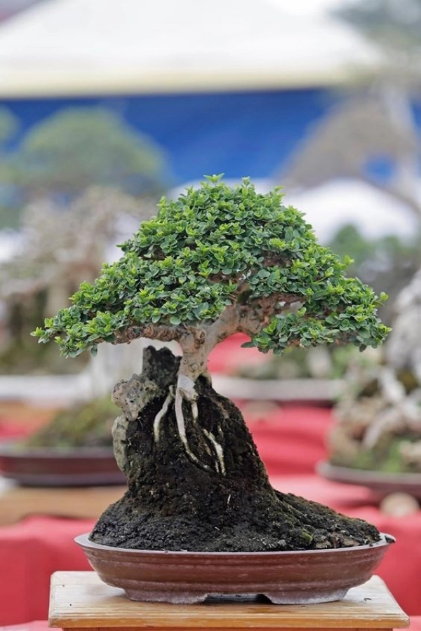 bonsai01